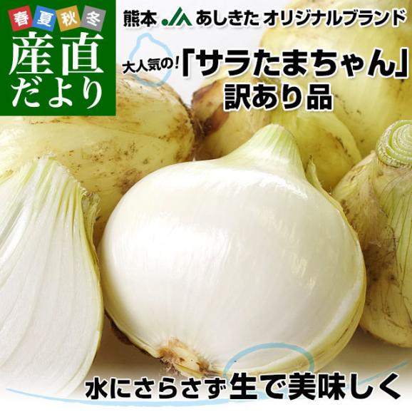 熊本県より産地直送 JAあしきた サラたまちゃん 規格外 (訳あり品) 約5キロ (15玉前後) 送料無料 玉葱 タマネギ サラ玉 さらたま さらタマ02