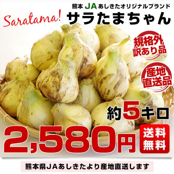 熊本県より産地直送 JAあしきた サラたまちゃん 規格外 (訳あり品) 約5キロ (15玉前後) 送料無料 玉葱 タマネギ サラ玉 さらたま さらタマ03