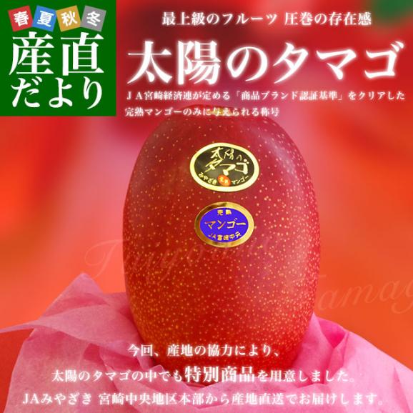 宮崎県より産地直送 JAみやざき 宮崎中央地区本部 完熟マンゴー 太陽のタマゴ 2L×2玉 (350gから449g×2玉) 送料無料  完熟宮崎マンゴー 太陽のタマゴ 太陽のたまご02