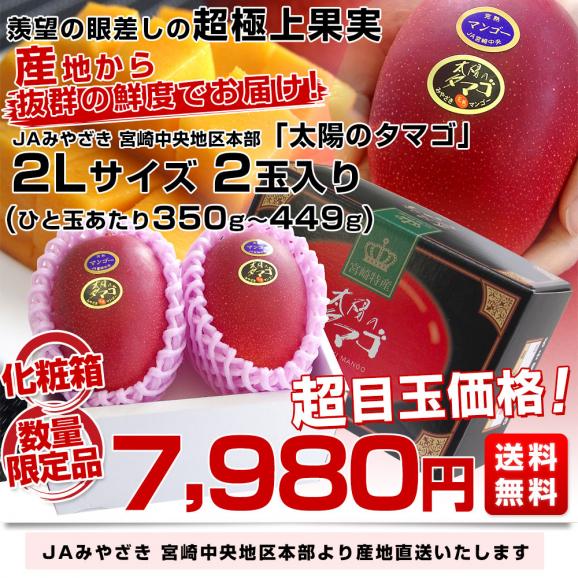 宮崎県より産地直送 JAみやざき 宮崎中央地区本部 完熟マンゴー 太陽のタマゴ 2L×2玉 (350gから449g×2玉) 送料無料  完熟宮崎マンゴー 太陽のタマゴ 太陽のたまご03