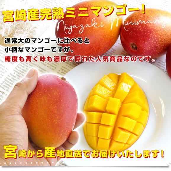 鹿児島県産ミニマンゴー5kg送料込み - 果物