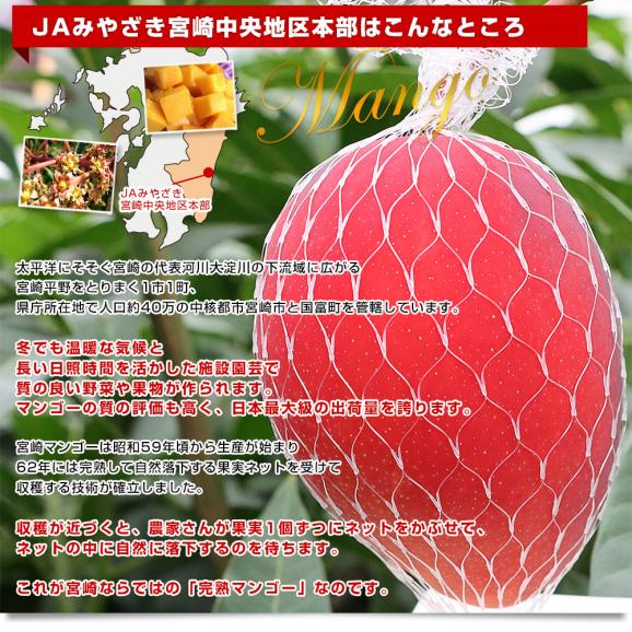 宮崎県より産地直送 JAみやざき宮崎中央地区本部 完熟ミニ 宮崎県より産地直送 JAみやざき宮崎中央地区本部 完熟ミニ