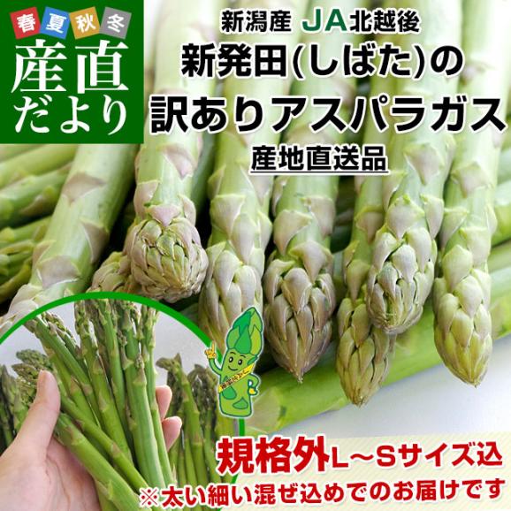 新潟県より産地直送 JA北越後 新発田の訳ありグリーンアスパラ 規格外LからS込 約1キロ 送料無料02