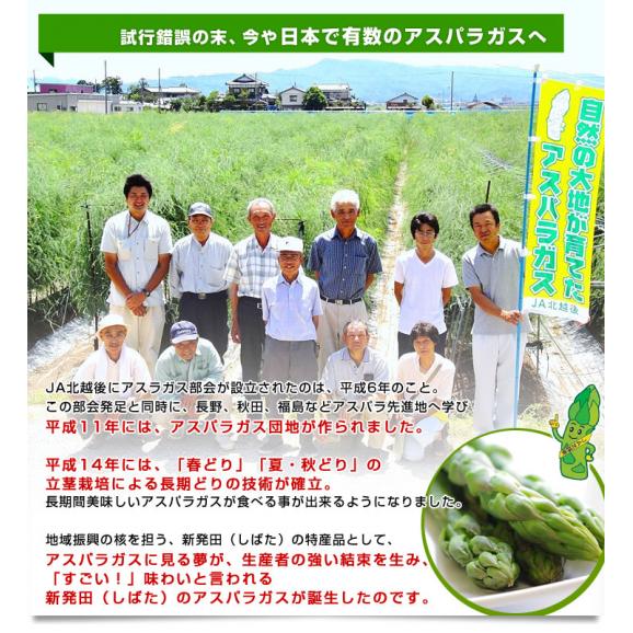 新潟県より産地直送 JA北越後 新発田の訳ありグリーンアスパラ 規格外LからS込 約1キロ 送料無料04