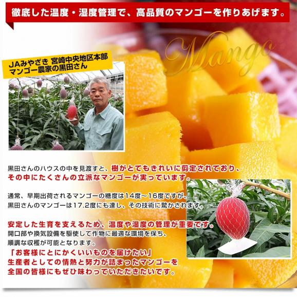 【遅れてごめんね父の日】父の日ギフト 宮崎県より産地直送 JAみやざき 宮崎中央地区本部 完熟マンゴー 太陽のタマゴ 2L×2玉 （350から449g×2玉） 父の日プレゼント 送料無料06