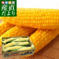 山梨県より産地直送 JAふえふき八代支所 とうもろこし(ゴールドラッシュ) 2LからLサイズ 約5キロ (12本から15本) 送料無料 とうきび ※クール便