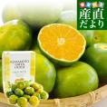 熊本県より産地直送 JA鹿本 グリーンハウスみかん Mサイズ 約2.5キロ（25玉前後）化粧箱入り 送料無料　ミカン 蜜柑