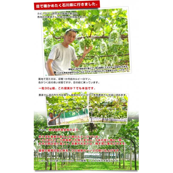 石川県産 JA全農いしかわ ルビーロマン 秀品1房 500g以上 化粧箱入り 葡萄 ぶどう 送料無料  ※クール便04