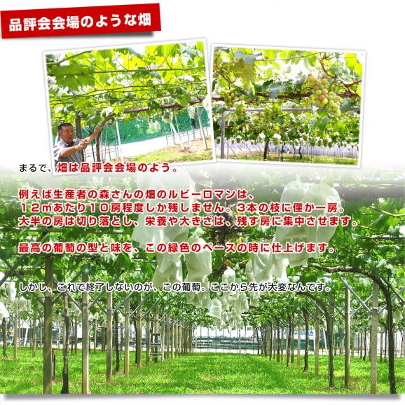 石川県産 JA全農いしかわ ルビーロマン 秀品1房 500g以上 化粧箱入り 葡萄 ぶどう 送料無料  ※クール便06