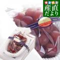 石川県産 JA全農いしかわ ルビーロマン 秀品1房 600g以上 化粧箱入り 葡萄 ぶどう 送料無料 ※クール便