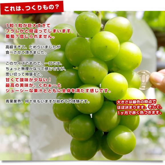 石川県産 JA全農いしかわ ルビーロマン 秀品1房 600g以上 化粧箱入り 葡萄 ぶどう 送料無料 ※クール便04