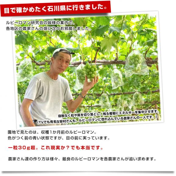 石川県産 JA全農いしかわ ルビーロマン 秀品1房 600g以上 化粧箱入り 葡萄 ぶどう 送料無料 ※クール便05