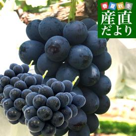 長野県産　ナガノパープル　約1.5キロ（3房入り）黒ぶどう　葡萄　ブドウ　ぶどう　送料無料　クール便
