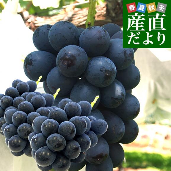 長野県産　ナガノパープル　約1.5キロ（3房入り）黒ぶどう　葡萄　ブドウ　ぶどう　送料無料　クール便01