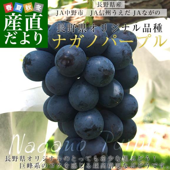 長野県産　ナガノパープル　約1.5キロ（3房入り）黒ぶどう　葡萄　ブドウ　ぶどう　送料無料　クール便02