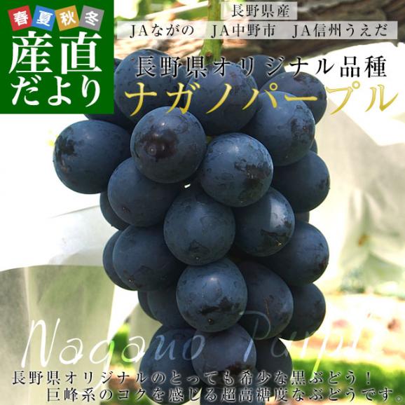 長野県産 ナガノパープル 約1.5キロ（3房入り）黒ぶどう 葡萄 ブドウ ぶどう 送料無料 クール便02