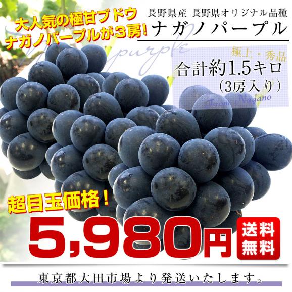 長野県産　ナガノパープル　約1.5キロ（3房入り）黒ぶどう　葡萄　ブドウ　ぶどう　送料無料　クール便03