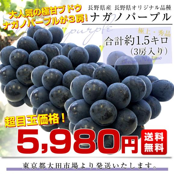 長野県産 ナガノパープル 約1.5キロ（3房入り）黒ぶどう 葡萄 ブドウ ぶどう 送料無料 クール便03