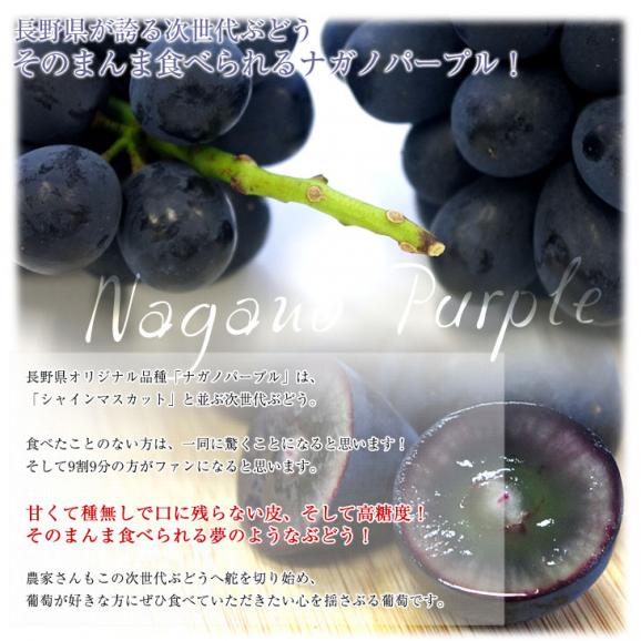 長野県産　ナガノパープル　約1.5キロ（3房入り）黒ぶどう　葡萄　ブドウ　ぶどう　送料無料　クール便05