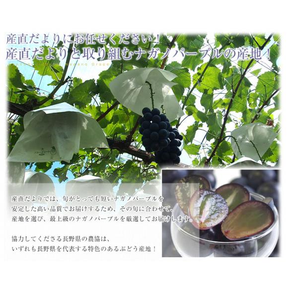 長野県産　ナガノパープル　約1.5キロ（3房入り）黒ぶどう　葡萄　ブドウ　ぶどう　送料無料　クール便06