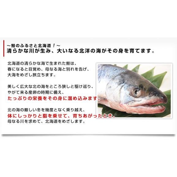 北海道産　新巻鮭姿切り身 大型の鮭 まるごと1尾分　約2.5キロ　北海道サケ　シャケ 秋鮭05