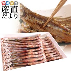 北海道産 本ししゃも 肉厚なオス 30尾入り化粧箱 送料無料 北柳葉魚 本シシャモ　シーフード