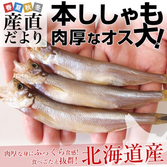 北海道産 本ししゃも 肉厚なオス 30尾入り化粧箱 送料無料 北柳葉魚 本シシャモ　シーフード02