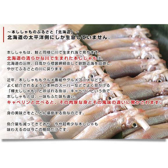 北海道産 本ししゃも 肉厚なオス 30尾入り化粧箱 送料無料 北柳葉魚 本シシャモ　シーフード05