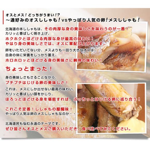 北海道産 本ししゃも 肉厚なオス 30尾入り化粧箱 送料無料 北柳葉魚 本シシャモ　シーフード06