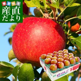 岩手県より産地直送 JAいわて中央 葉とらずサンふじりんご 葉ップル 5キロ(14玉から20玉) 林檎 リンゴ 送料無料