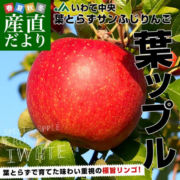 岩手県より産地直送 JAいわて中央 葉とらずサンふじりんご 葉ップル 5キロ(14玉から20玉) 林檎 リンゴ 送料無料02