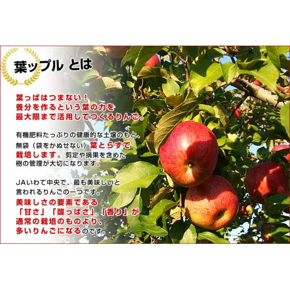 岩手県より産地直送 JAいわて中央 葉とらずサンふじりんご 葉ップル 5キロ(14玉から20玉) 林檎 リンゴ 送料無料04