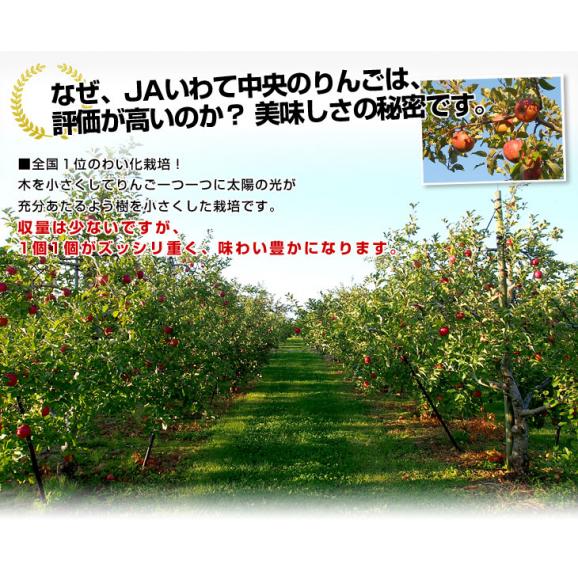 岩手県より産地直送 JAいわて中央 葉とらずサンふじりんご 葉ップル 5キロ(14玉から20玉) 林檎 リンゴ 送料無料05