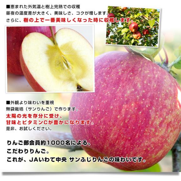 岩手県より産地直送 JAいわて中央 葉とらずサンふじりんご 葉ップル 5キロ(14玉から20玉) 林檎 リンゴ 送料無料06