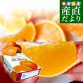 愛媛県より産地直送 JAえひめ中央 紅まどんな 良品 3LからLサイズ 約3キロ（10玉から15玉） 送料無料 紅マドンナ オレンジ お歳暮 ギフト