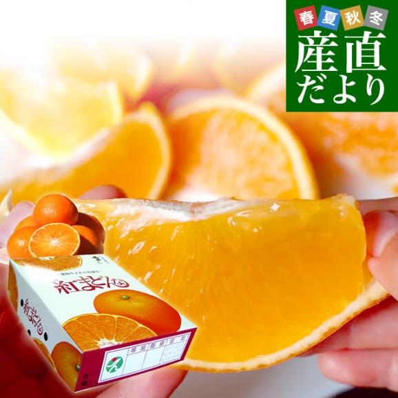 愛媛県より産地直送 JAえひめ中央 紅まどんな 良品 3LからL 愛媛県より産地直送 JAえひめ中央 紅まどんな 良品 3LからL