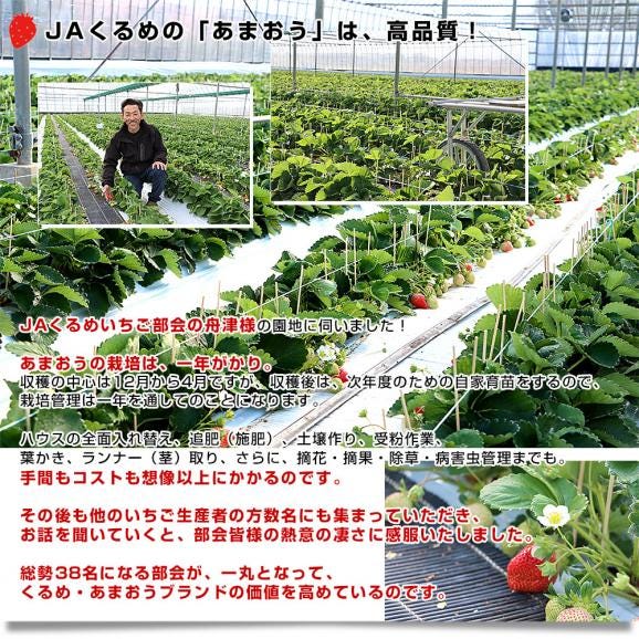 【お歳暮 ギフト】福岡県より産地直送 JAくるめ あまおういちご EX:最上級品エクセレント 420g(12粒から15粒) 送料無料 苺 いちご イチゴ ストロベリー05
