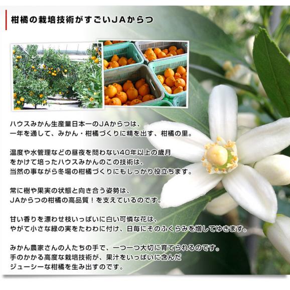 佐賀県産JAからつ デコポン 1.2キロ化粧箱（5玉から6玉入り） 送料無料 産直だより 唐津 でこぽん 柑橘 みかん オレンジ06