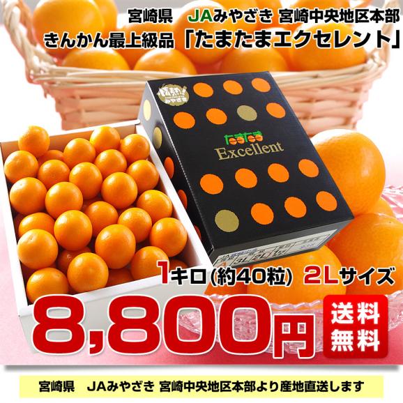 宮崎県から産地直送 JAみやざき宮崎中央地区本部 たまたま エクセレント 2Lサイズ 1キロ (約40玉) 送料無料 きんかん EX 金柑 完熟きんかん from九州03