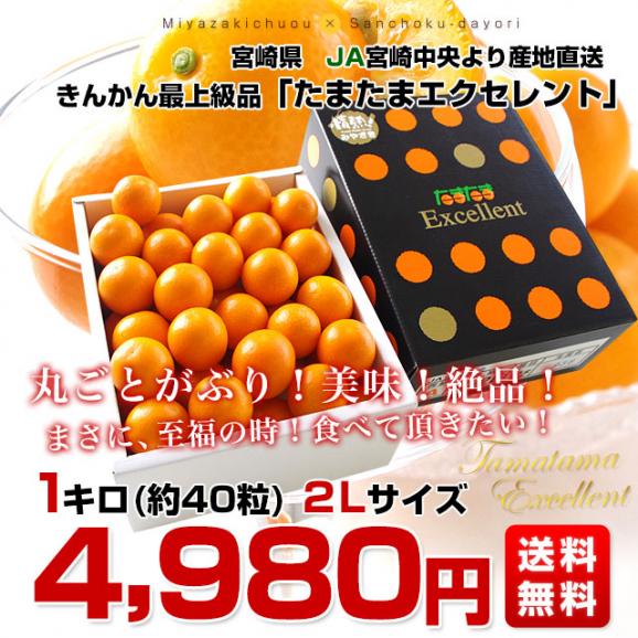 宮崎県から産地直送 JA宮崎中央 たまたま エクセレント 2Lサイズ 1キロ (約40玉) 送料無料 きんかん EX 金柑 完熟きんかん03