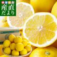 送料無料　愛媛県より産地直送　JAえひめ南 美生柑（河内晩柑）　良品　Lサイズ　約7キロ（22玉前後）