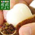 台湾から直輸入 高級 生ライチ 《玉荷包(ぎょっかほう)》 約800ｇ(25玉から35玉前後) 送料無料 トロピカルフルーツ ※クール便