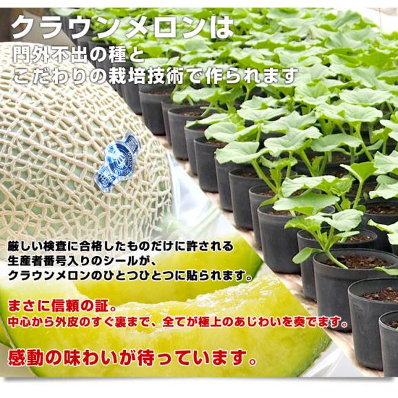 静岡県より産地直送 静岡県温室農業協同組合クラウンメロン支所 クラウンメロン 白 7.5キロ （6玉） 送料無料 めろん05