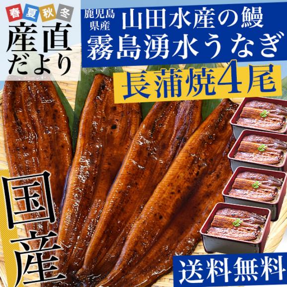 鹿児島県志布志産 山田水産 霧島湧水うなぎ 長蒲焼き 大サイズ4尾セット（140g前後×4尾）送料無料 鰻師 加藤尚武さん 鰻 ウナギ シーフード ギフト クール冷凍便 ギフト02