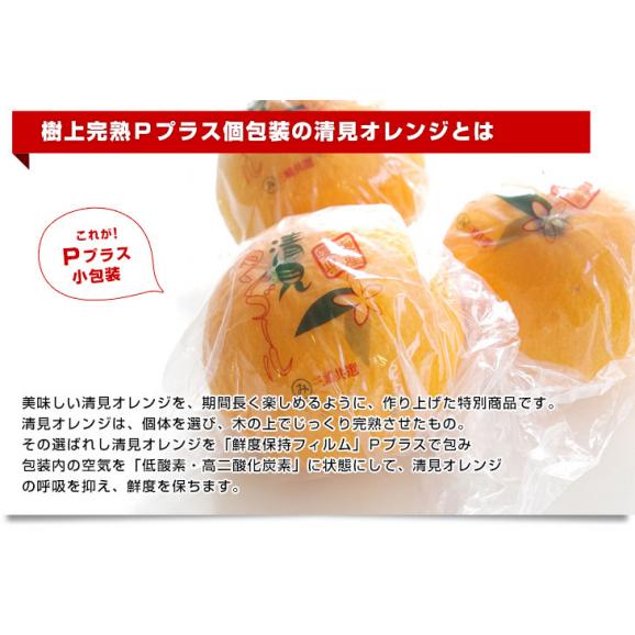 送料無料　愛媛県JAにしうわ三崎共選より産地直送　清見オレンジ　2L～L　3キロ　樹上完熟品（Pプラス鮮度保持袋入り） 化粧箱　夏ギフト2019　お中元ギフト04