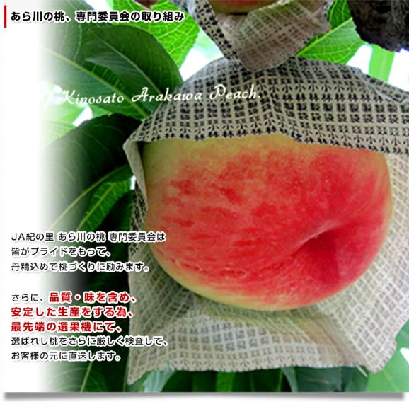 和歌山県より産地直送 JA紀の里 あら川の桃 赤秀品 1.8キロ (6玉から8玉) 送料無料 桃 もも 06