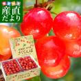 北海道から産地直送 JA新おたる 仁木町のさくらんぼ（佐藤錦） 秀品 Lサイズ 1キロ（500g×2パック入） サクランボ 送料無料※クール便