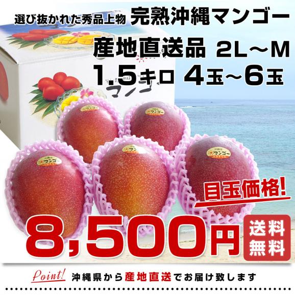 沖縄県より産地直送 JAおきなわ 完熟沖縄マンゴー 秀品 1.5キロ 2Lから