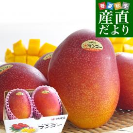 沖縄県より産地直送 JAおきなわ 完熟沖縄マンゴー 秀品 2Lサイズ×2玉 合計700g (約350g×2玉) 送料無料 まんごー アップルマンゴー お中元 ギフト from沖縄