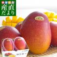 沖縄県より産地直送 JAおきなわ 完熟沖縄マンゴー 秀品 2Lサイズ×2玉 合計700g (約350g×2玉) 送料無料 まんごー アップルマンゴー ギフト 夏ギフト お中元 御中元